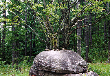 20000827_032_thumb.jpg
