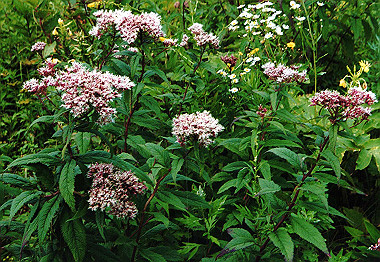 20000829_020_thumb.jpg