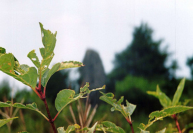 20000829_029_thumb.jpg