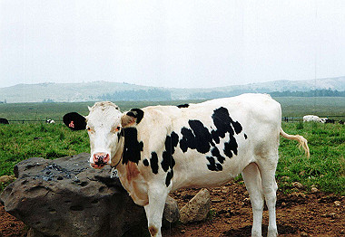 20000829_033_thumb.jpg