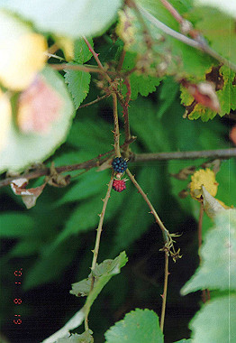 20010819_009_thumb.jpg