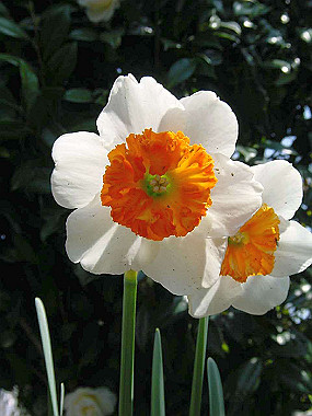 20030406_090_thumb.jpg