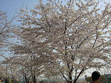20030406_230_thumb.jpg