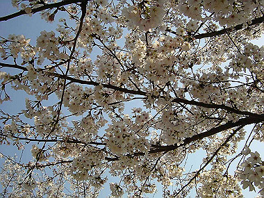 20030406_250_thumb.jpg
