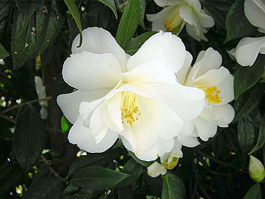 20030422_010_thumb.jpg