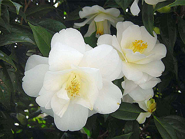 20030422_030_thumb.jpg