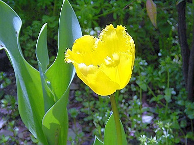 20030422_050_thumb.jpg