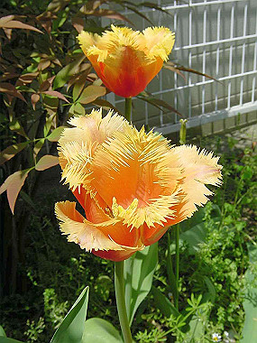 20030422_130_thumb.jpg