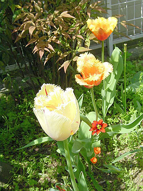 20030422_140_thumb.jpg