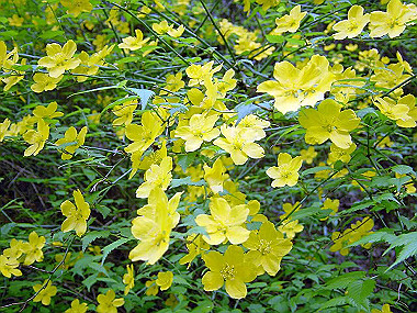 20030504_010_thumb.jpg