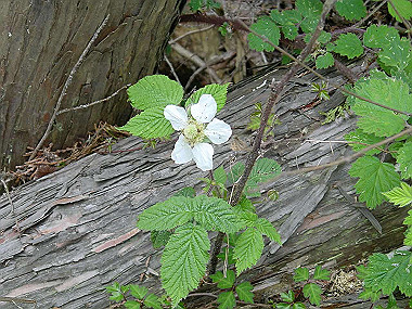 20030504_220_thumb.jpg