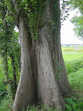 20030905_0720_thumb.jpg