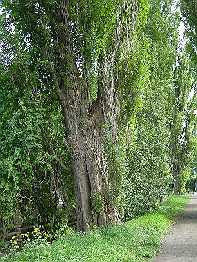 20030905_0730_thumb.jpg