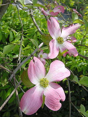 20040418_150_thumb.jpg