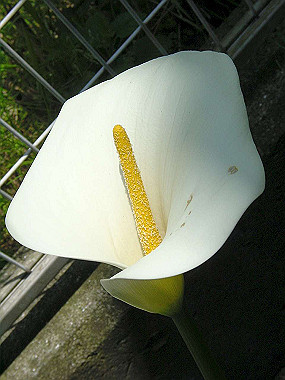 20040418_180_thumb.jpg