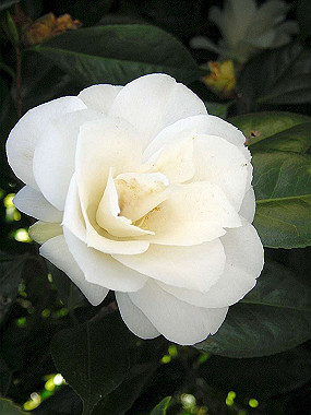 20040418_210_thumb.jpg
