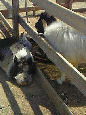 20040605_250_thumb.jpg