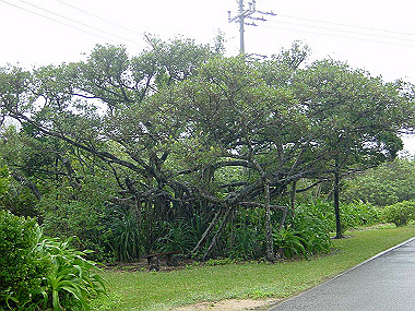 20041227_t070_thumb.jpg