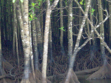 20041227_t260_thumb.jpg