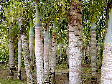 20041227_t540_thumb.jpg