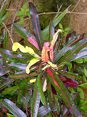 20041227_t645_thumb.jpg