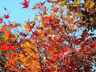 20051104_470_thumb.jpg