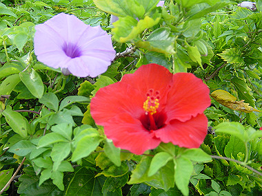 20050829_110_thumb.jpg