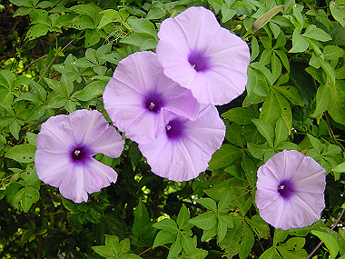 20050829_120_thumb.jpg