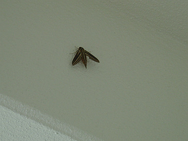 20050829_160_thumb.jpg