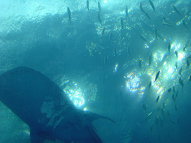 20050830_1240_thumb.jpg