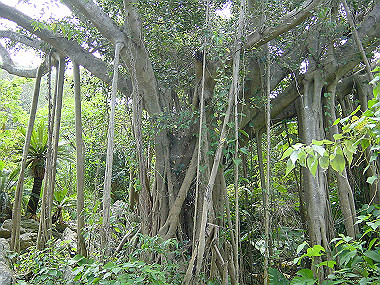 20050830_700_thumb.jpg