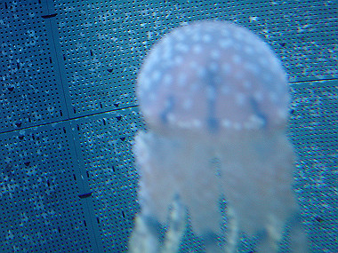 20050830_960_thumb.jpg