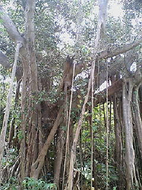 20050830_t50_thumb.jpg