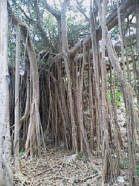 20050830_t55_thumb.jpg