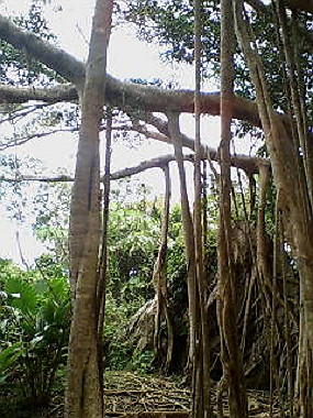 20050830_t60_thumb.jpg