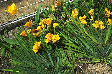 20060430-dsc_0893_thumb.jpg