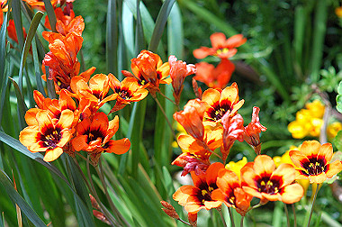 20060430-dsc_0894_thumb.jpg