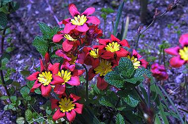 20060430-dsc_0895_thumb.jpg
