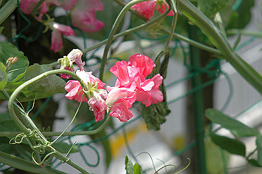 20060430-dsc_0896_thumb.jpg