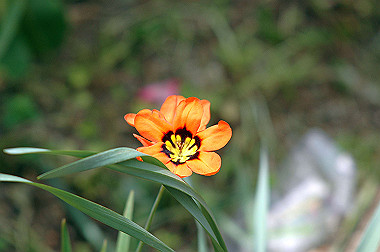 20060430-dsc_0897_thumb.jpg