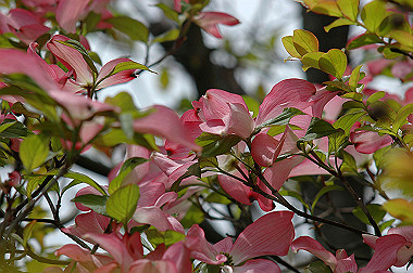 20060430-dsc_0898_thumb.jpg