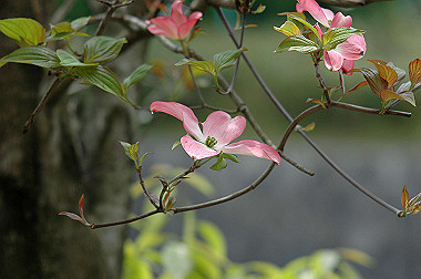 20060430-dsc_0899_thumb.jpg