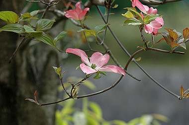 20060430-dsc_0900_thumb.jpg