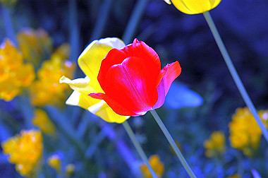 20060430-dsc_0901_thumb.jpg