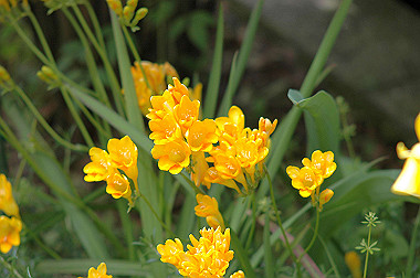 20060430-dsc_0902_thumb.jpg