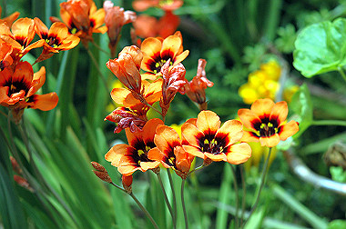 20060430-dsc_0903_thumb.jpg