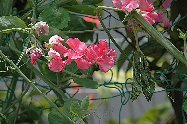 20060430-dsc_0904_thumb.jpg