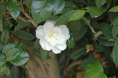 20060430-dsc_0905_thumb.jpg