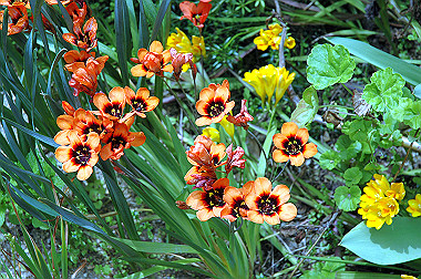 20060430-dsc_0906_thumb.jpg