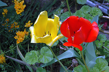 20060430-dsc_0907_thumb.jpg